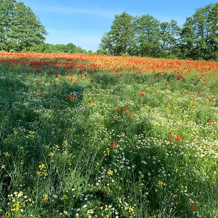 Zum Schwarzen Stiefel- Atelierhaus アパート Rankwitz