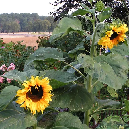 Zum Schwarzen Stiefel- Atelierhaus * Rankwitz
