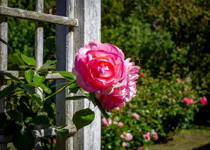 Zum Schwarzen Stiefel- Atelierhaus דירה