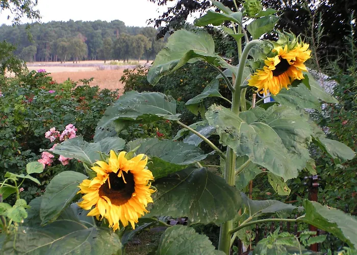 Zum Schwarzen Stiefel- Atelierhaus * Rankwitz